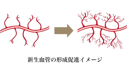 新生血管の形成促進イメージ